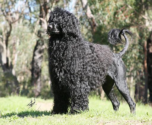 Portuguese Water Dog 9Y510D-008.JPG